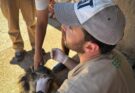 Comienza la colocación gratuita de collares contra la leishmaniasis en perros